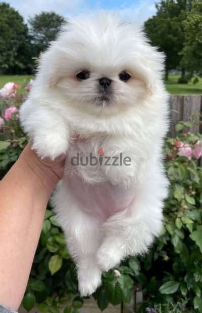 Whatsapp Me +966588993320 Pekingese Puppies