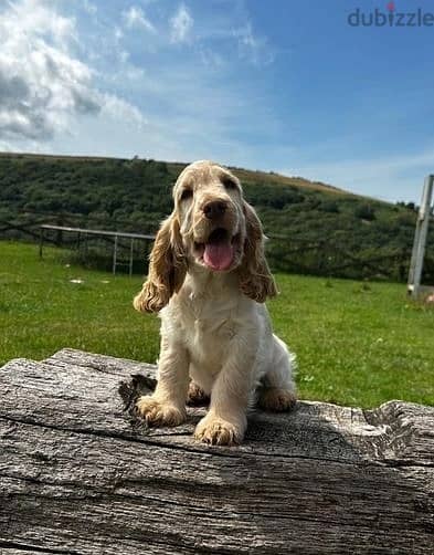 Whatsapp Me +966588993320 Cocker Spaniel Puppies 1