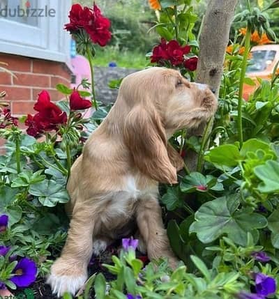 Whatsapp Me +966588993320 Cocker Spaniel Puppies