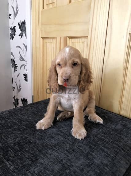 Whatsapp Me +966588993320 Cocker Spaniel Puppies 1