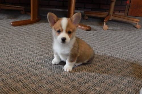 Whatsapp Me +966583921348 Pembroke Corgi Puppies 0