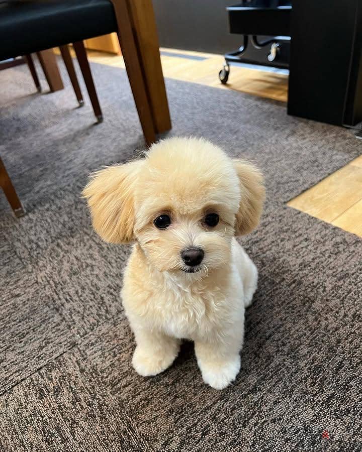 Maltipoo(Maltese x Poodle) available 0