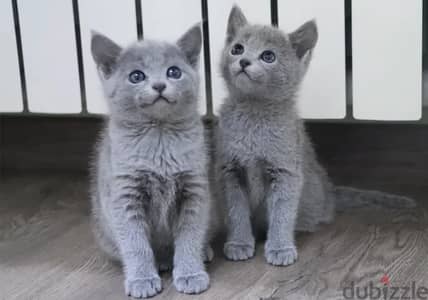 Russian blue kitten available