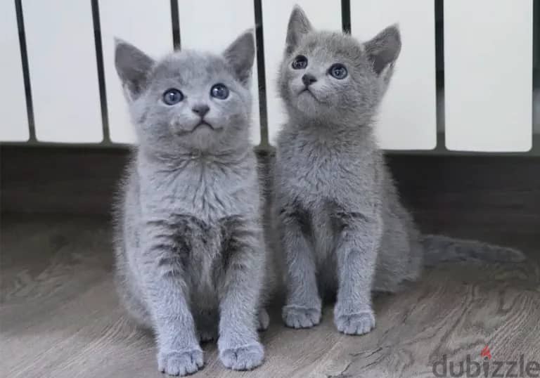 Russian blue kitten available 0