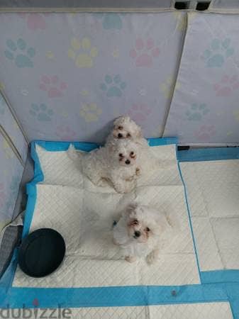 Maltese Puppies for Sale