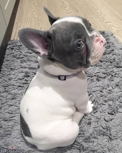 French Bull Dog