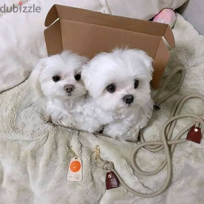 Maltese Puppies// Whatsapp me +972553390216.