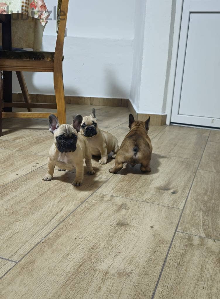 French Bulldog Puppies Whatsapp me +972553390216. 1