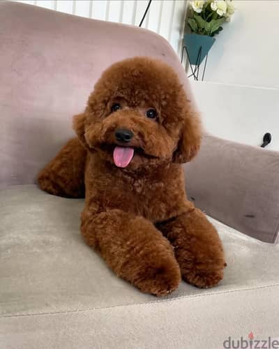 Poodle Puppies// WhatsApp. +966568218820