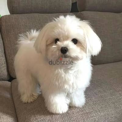 Maltese puppies// WhatsApp. +966568218820