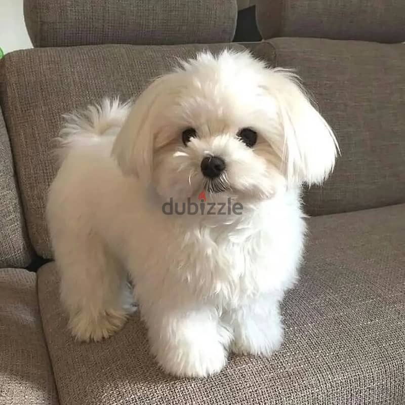 Maltese puppies// WhatsApp. +966568218820 0