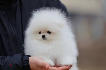 Pomeranian// WhatsApp +971502618837