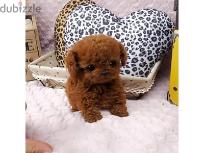 Mini poodle available