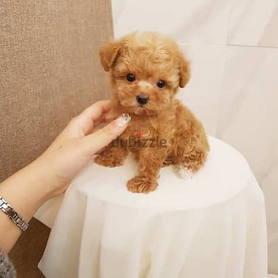 Teacup poodle puppies available