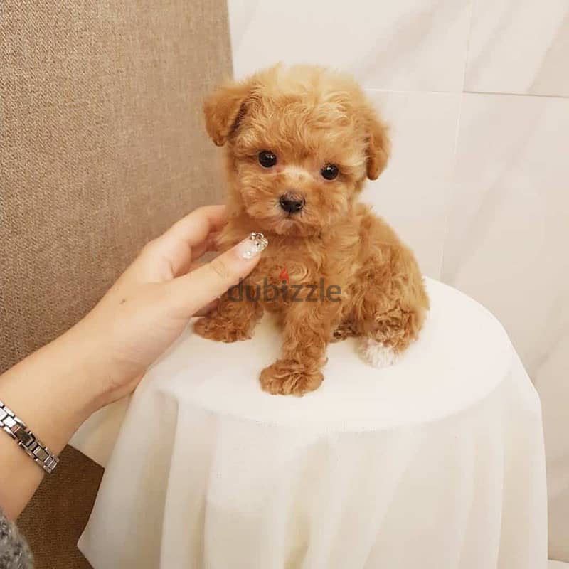 Teacup poodle puppies available 0