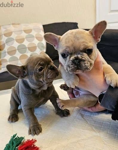 Whatsapp Me +972555074990 French Bulldog Puppies