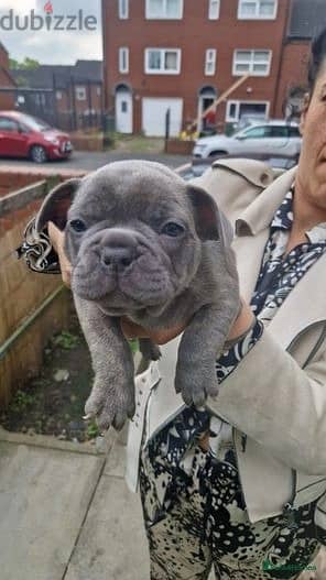 Whatsapp Me +972555074990 French Bulldog Puppies 1