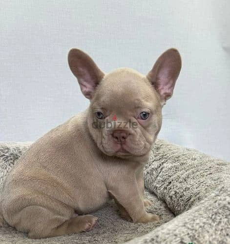 Whatsapp Me +972555074990 French Bulldog Puppies 1