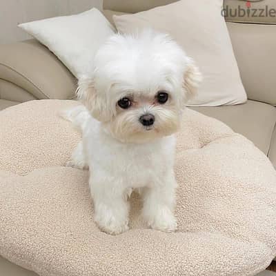 Maltese puppies// WhatsApp +971502618837