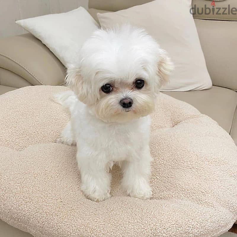 Maltese puppies// WhatsApp +971502618837 0