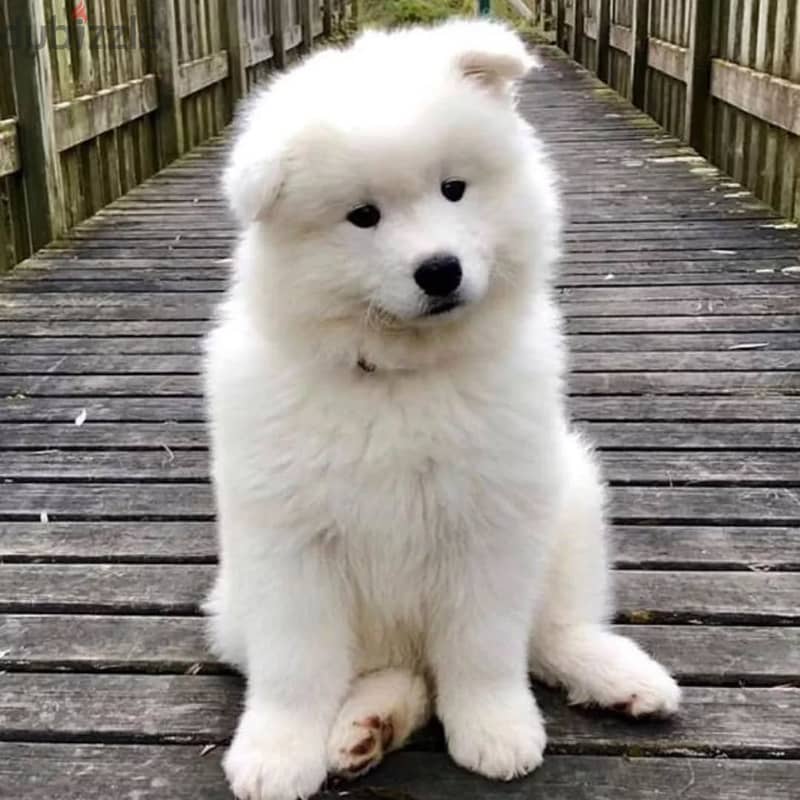 Samoyed// WhatsApp +971502618837 0