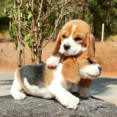 Beagle puppies// Whatsapp +97455937699