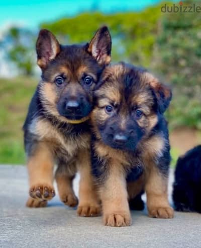 German Shepherd// Whatsapp +97455937699