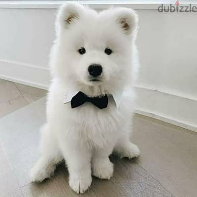 Samoyed puppies// Whatsapp +97455937699