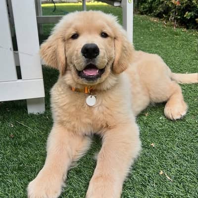 Golden Retriever//WhatsApp +97455792932