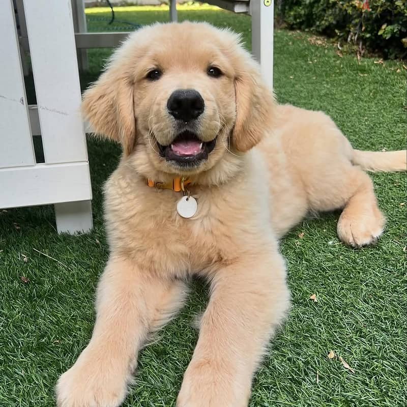 Golden Retriever//WhatsApp +97455792932 0