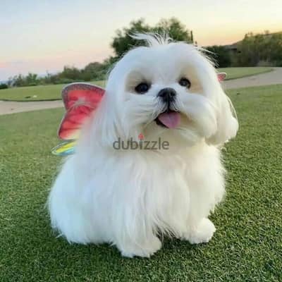 Maltese puppies// WhatsApp +97455792932