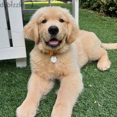 Golden Retriever// WhatsApp +97455792932