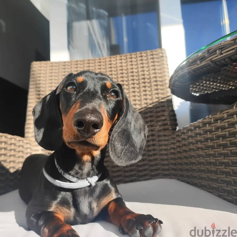 Daschund Puppies// WhatsApp +971552543679 0