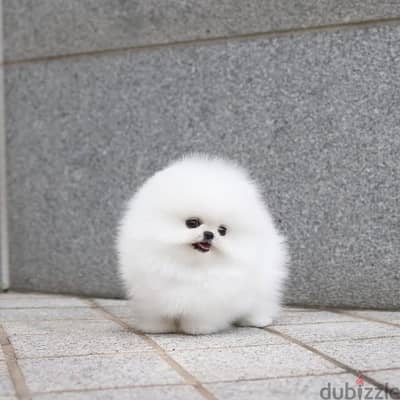 Pomeranian// Whatsapp +97455937699