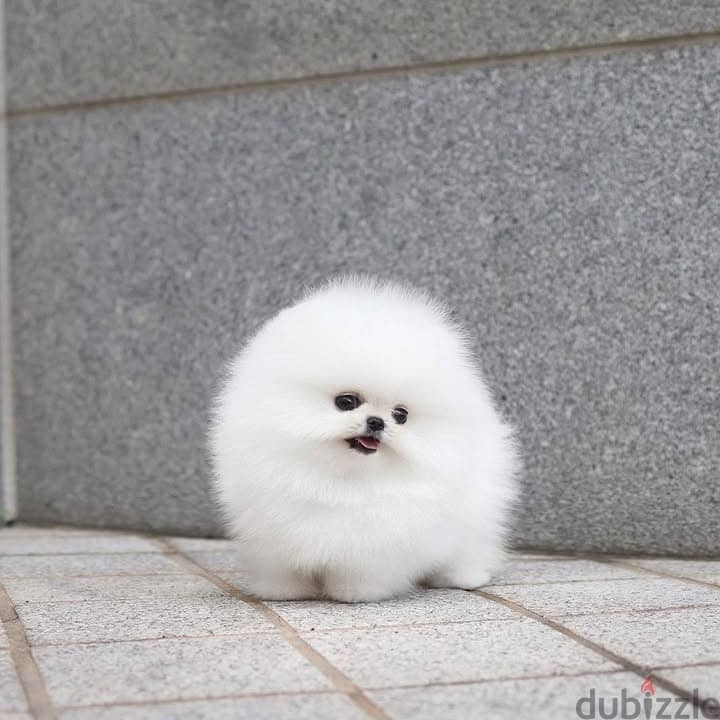 Pomeranian// Whatsapp +97455937699 0