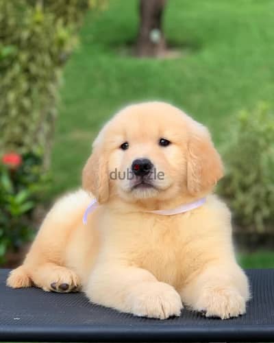 Golden Retriever// WhatsApp. +966568218820