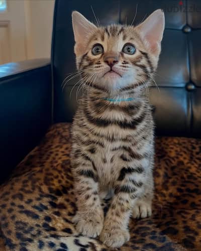 Bengal kitten// WhatsApp. +966568218820