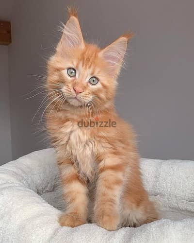 Maine Coons// WhatsApp. +966568218820