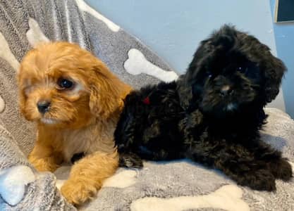 Cavapoo Puppies for Sale