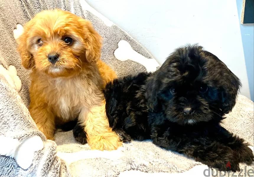 Cavapoo Puppies for Sale 1