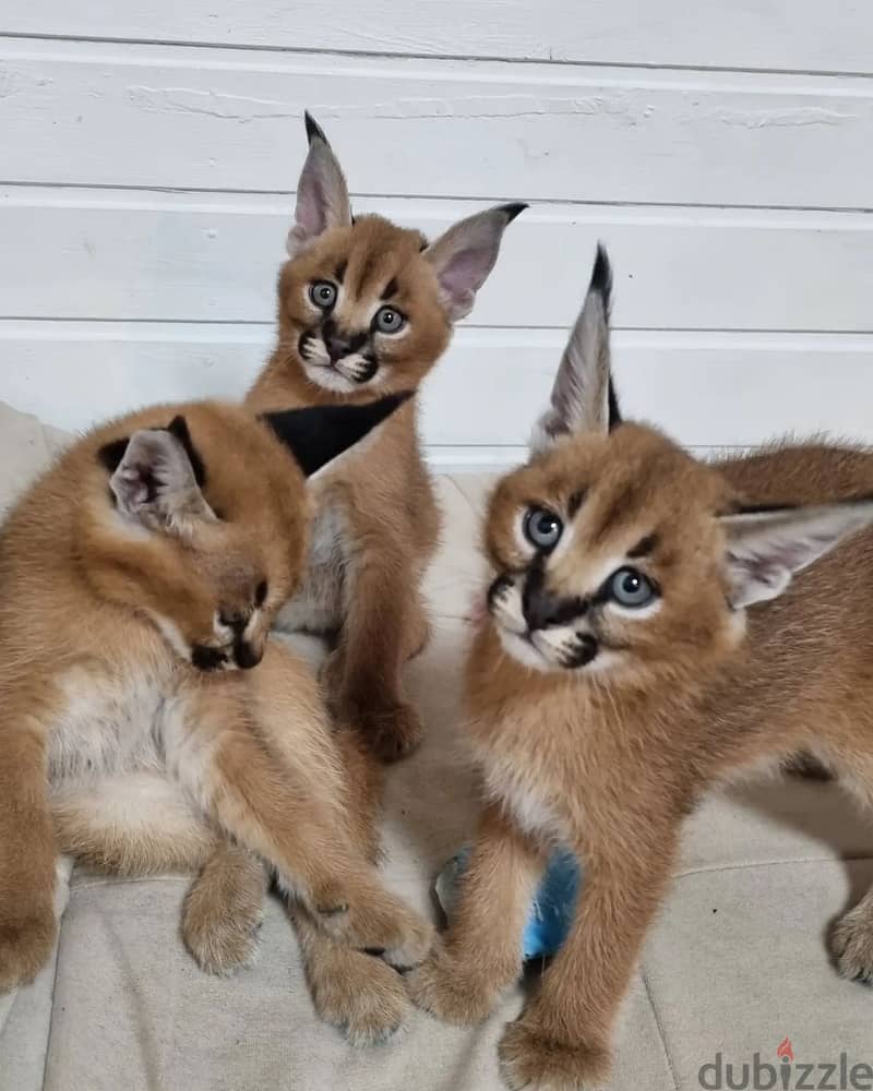 Whatsapp Me +966588993320 Caracal Cats 0