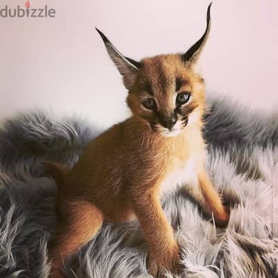 Whatsapp Me +966588993320 Caracal Cats