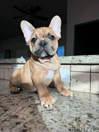 French Bulldog Puppies. Whatsapp me +972553390216.