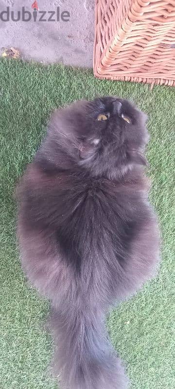 black siberian cat 2