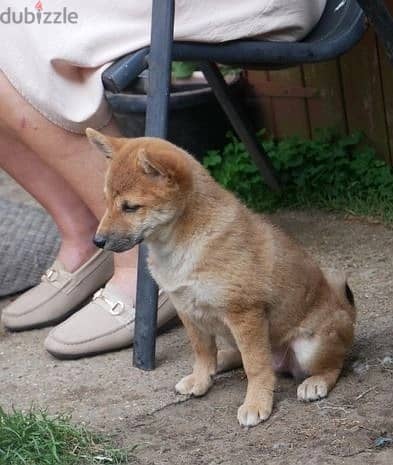 Whatsapp Me +966588993320 Shiba Inu Puppies 1