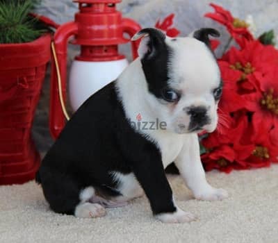 Whatsapp Me +972555074990 Boston Terrier