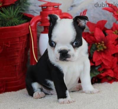 Whatsapp Me +972555074990 Boston Terrier