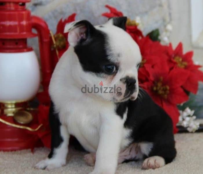 Whatsapp Me +972555074990 Boston Terrier 1