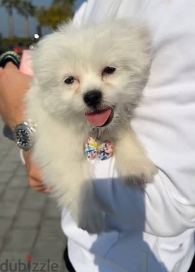 Maltese Puppy ( Male ) 2.5 Month - Milo