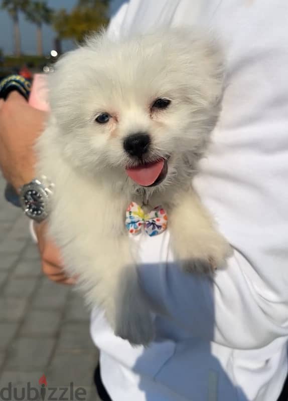 Maltese Puppy ( Male ) 2.5 Month - Milo 0